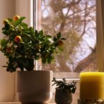 How to Refresh Your Home with Plants: Simple Steps for a Greener Space